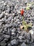 A single small little tiny solitary red poppy growing in the middle of unfriendly black granite gravel stones with a narrow DOF