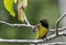 Single small olive backed sunbird hanging on branch tree. beauty tiny bird yellow and brown color in garden