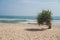 Single small palm tree on the beach over sea and sky