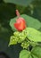 Single small red hibiscus bloom in Dallas, Texas.