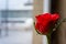 Single Small Rose Closeup Bud Petals Leaves Green Stem Standing