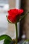 Single Small Rose Closeup Bud Petals Leaves Green Stem Standing