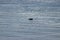 single small seal floating on surface of winter water