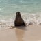 Single small seal on sandy beach