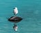 Single small white seagull bird sitting on old black rubber car tire in sea with specular reflection in water. Copy