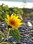 Single small yellow sunflower on lakeshore beach