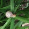 Single snail on green leaves