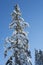 Single snow covered tree against deep blue sky