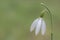 A single snowdrop on a green backdrop