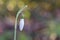 A single snowdrop in the Old Cemetery, Southampton Common