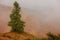 Single solitary pine tree in the fog in bryce canyon national park