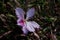 Single solitary purple Bauhinia flower grown in an emerald green grassy field