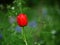 Single solitary red tulip grows in bracken woodland