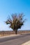 Single solitary tree on the side of the road