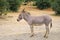 Single Somali wild ass donkey, Equus asinus somalicus, in a zoological garden