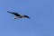 Single Sooty gull flying in a blue sky in Saudi Arabia Jeddah.