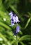 Single spanish bluebell, endymion hispanicus
