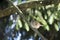 Single Sparrow perched on small branch