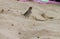 Single sparrow, searching for food on the beach