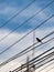 Single Sparrow Stands on an Oblique Wire