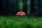 Single specimen of amanita muscaria fly agaric against forest background