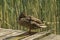 Single specimen of female mallard  perched on wooden pier