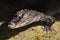 Single Spectacled caiman - latin Caiman crocodilus - known also as White caiman, Common caiman or Speckled caiman natively