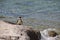 A single spectacled penguin on a rock at Boulders Beach. Simon`s Town, South Africa.