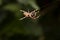 Single spider hanging from a web, close up