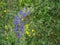 Single spike of Viper's Bugloss aka Echium vulgare growing wild on the coast at Braunton Burrows in Devon, England, UK