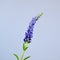 Single Spiked Speedwell