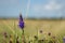 Single Spiked Veronica flower