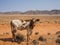 Single spotted calf standing in front of mountains and sand, Damaraland, Namibia, Southern Africa