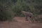 Single spotted hyena looking for food.