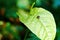 Single spotted ladybug sitting on a green leaf in the garden