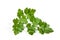 Single Sprig of Flat-Leaf Italian Parsley
