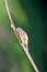 Single spring bud on bare branch of wisteria