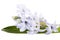 Single spring flower of lilac Hyacinth on white background