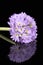 Single spring flower of lilac primula isolated on black background, mirror reflection