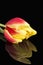 Single spring flower of red, yellow tulip isolated on black background, close up.