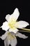 Single spring flower of white helleborus on black background
