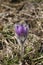 single spring Pasque flower on the meadow