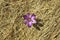 Single spring purple crocus flower on a dry hay background