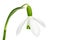 Single spring snowdrop flower