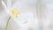 Single spring white wild flower , Anemone nemerosa