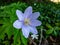 Single spring wood anemone - Anemone nemorosa Allenii - large wonderful lavender-blue or silvery blue flower with seven petals