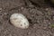 Single sprinkled egg in a sand hole for incubation or breeding in sand of reptiles and coldblooded animals like crocodiles