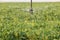 A single sprinkler head irrigates sugar beets growing in an Idaho. field.