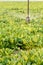 A single sprinkler head irrigates sugar beets growing in an Idaho. field.