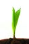 Single sprout of corn